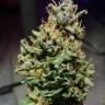 Auto Cream Caramel feminised Ganja Seeds Auto Cream Caramel feminised Ganja Seeds