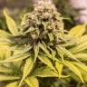 Critical Mass CBD feminised Ganja Seeds Critical Mass CBD feminised Ganja Seeds