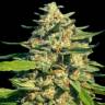 Critical Mass CBD feminised Ganja Seeds Critical Mass CBD feminised Ganja Seeds