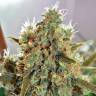 семена конопли Спб CBD Critical Mass feminised семена конопли Спб CBD Critical Mass feminised