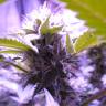 OG Kush feminised Dinafem Seeds OG Kush feminised Dinafem Seeds