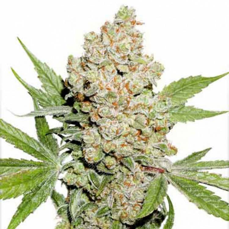 семена конопли Auto Lemon Zkittle feminised Dutch Passion Seeds