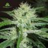 семена конопли феминизированные Auto White Widow x Big Bud feminised Female Seeds семена конопли феминизированные Auto White Widow x Big Bud feminised Female Seeds