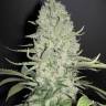 урожайные семена конопли Auto White Widow x Big Bud feminised Female Seeds урожайные семена конопли Auto White Widow x Big Bud feminised Female Seeds