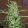 семена конопли индика Auto Gnomo feminised Kannabia Seeds семена конопли индика Auto Gnomo feminised Kannabia Seeds