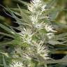 семена конопли аутдор Cole Train feminised Reserva Privada