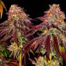 Семена конопли Mimosa feminised Ganja Seeds заказать Семена конопли Mimosa feminised Ganja Seeds заказать