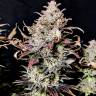 Семена конопли Mimosa feminised Ganja Seeds Семена конопли Mimosa feminised Ganja Seeds