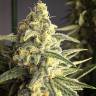 семена конопли гидропоники Cream 47 feminised семена конопли гидропоники Cream 47 feminised
