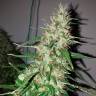 семена конопли интернет магазин Auto Power Plant feminised семена конопли интернет магазин Auto Power Plant feminised