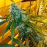 семена конопли феминизированные Auto Power Plant feminised семена конопли феминизированные Auto Power Plant feminised