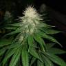 семена конопли недорого Auto Power Plant feminised семена конопли недорого Auto Power Plant feminised