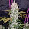 семена конопли Russian Snow feminised семена конопли Russian Snow feminised