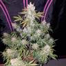 заказ семян конопли Russian Snow feminised заказ семян конопли Russian Snow feminised