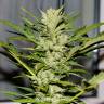 где заказать семена конопли Russian Snow feminised где заказать семена конопли Russian Snow feminised