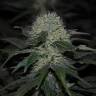 семена конопли аутдор Hashberry regular Mandala Seeds семена конопли аутдор Hashberry regular Mandala Seeds