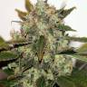Orange Skunk regular Ganja Seeds Orange Skunk regular Ganja Seeds