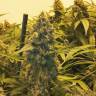 Orange Skunk regular Ganja Seeds Orange Skunk regular Ganja Seeds