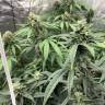 семена культурной конопли купить Orange Skunk regular Ganja Seeds семена культурной конопли купить Orange Skunk regular Ganja Seeds