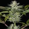 хорошие семена конопли Ocean Grown Cookies feminised Dinafem Seeds