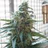 семена конопли автоцвет Autoflower Fruity Mix feminised Dutch Passion Seeds семена конопли автоцвет Autoflower Fruity Mix feminised Dutch Passion Seeds