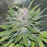 заказ семян конопли Blueberry Cheesecake feminised Female Seeds заказ семян конопли Blueberry Cheesecake feminised Female Seeds