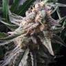семена конопли для выращивания Auto Ginger Punch feminised Kannabia Seeds семена конопли для выращивания Auto Ginger Punch feminised Kannabia Seeds