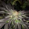 купить семена конопли Pure Power Plant feminised Nirvana Seeds купить семена конопли Pure Power Plant feminised Nirvana Seeds