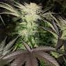 семена конопли Россия Pure Power Plant feminised Nirvana Seeds семена конопли Россия Pure Power Plant feminised Nirvana Seeds