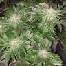 заказ семян конопли Спб Pure Power Plant feminised Nirvana Seeds заказ семян конопли Спб Pure Power Plant feminised Nirvana Seeds
