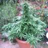 Семена марихуаны Auto AK feminised GanjaLiveSeeds Семена марихуаны Auto AK feminised GanjaLiveSeeds