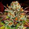 Семена конопли Mintz feminised Ganja Seeds купить Семена конопли Mintz feminised Ganja Seeds купить