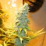семена конопли индика Northern Lights feminised семена конопли индика Northern Lights feminised