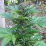 семена конопли Kalashnikova feminised семена конопли Kalashnikova feminised