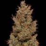 автоцветущие семена конопли Auto Wembley feminised автоцветущие семена конопли Auto Wembley feminised