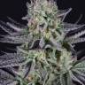 мощные сорта конопли Auto Wembley feminised мощные сорта конопли Auto Wembley feminised
