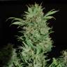 семена конопли для посадки купить Auto Wembley feminised семена конопли для посадки купить Auto Wembley feminised