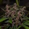 семена конопли феминизированные Auto Blackberry Kush feminised семена конопли феминизированные Auto Blackberry Kush feminised
