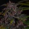 семена сортовой конопли Auto Blackberry Kush feminised семена сортовой конопли Auto Blackberry Kush feminised