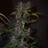 семена конопли недорого Auto Blackberry Kush feminised семена конопли недорого Auto Blackberry Kush feminised