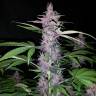 Auto Kul-Sey feminised Bang Seeds Auto Kul-Sey feminised Bang Seeds