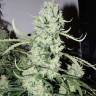 заказ семян конопли Спб Autoflower High Potency Mix feminised Dutch Passion Seeds заказ семян конопли Спб Autoflower High Potency Mix feminised Dutch Passion Seeds