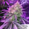 семена конопли Россия Autoflower High Potency Mix feminised Dutch Passion Seeds семена конопли Россия Autoflower High Potency Mix feminised Dutch Passion Seeds