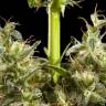 семена конопли Москва Easy Haze feminised Philosopher Seeds семена конопли Москва Easy Haze feminised Philosopher Seeds