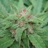 семена индийской конопли Serious 6 feminised Serious Seeds