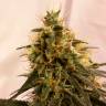 Семена ганжы Pineapple Chunk feminised Ganja Seeds недорого Семена ганжы Pineapple Chunk feminised Ganja Seeds недорого
