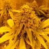 Семена ганжы Pineapple Chunk feminised Ganja Seeds купить Семена ганжы Pineapple Chunk feminised Ganja Seeds купить