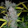 семена конопли феминизированные Auto Fastberry feminised семена конопли феминизированные Auto Fastberry feminised