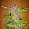 качественные семена конопли Auto Fastberry feminised качественные семена конопли Auto Fastberry feminised