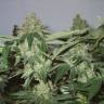 Auto Kuyrdak feminised Bang Seeds Auto Kuyrdak feminised Bang Seeds